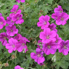 [5683] GERANIUM RIVERSLEAIANUM