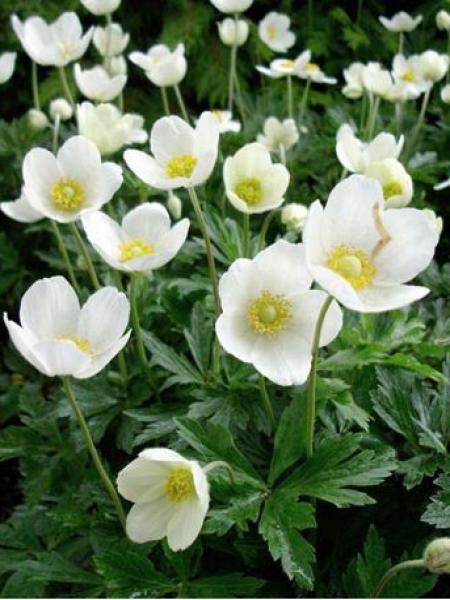 ANEMONA SYLVESTRIS