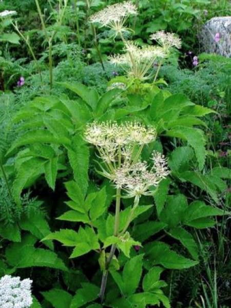[1110] ANGELICA ARCHANGELICA ANGÉLIQUE (Caduc, 150/200)