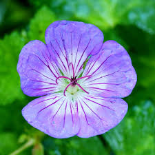 [5692] GERANIUM WALLICHIANUM GDT (BLEU)