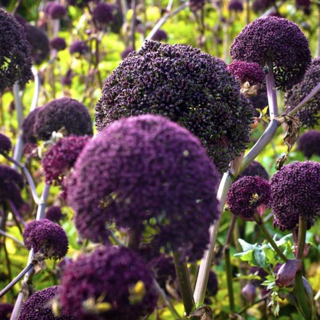 ANGELICA GIGAS POURPRE