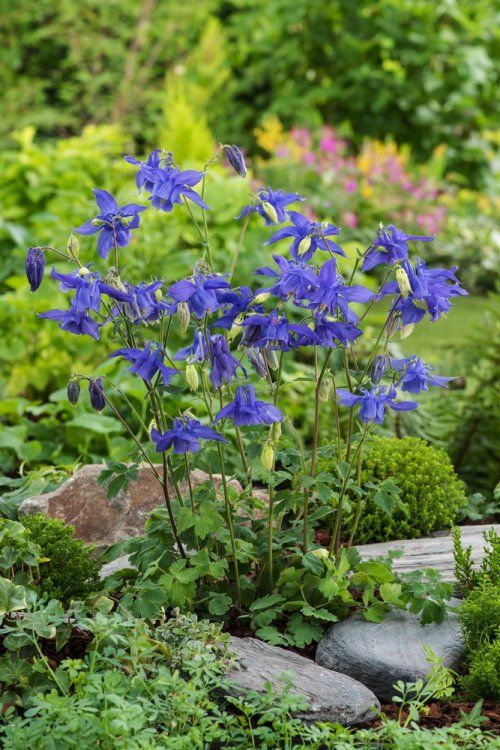 [1143] AQUILEGIA ALPINA (Caduc, 50/100)