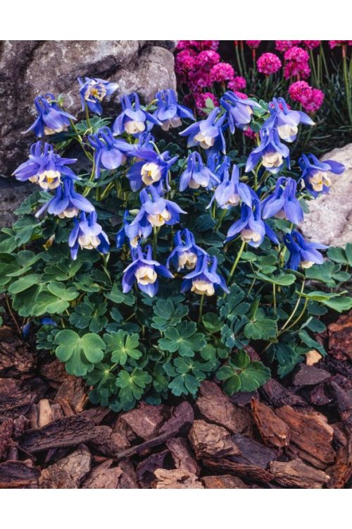 AQUILEGIA FLABELLATA