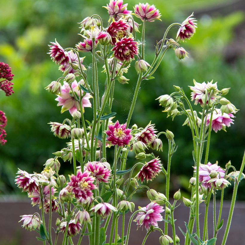 AQUILEGIA NORA