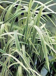 GLYCERIA MAXIMA VARIEGATA