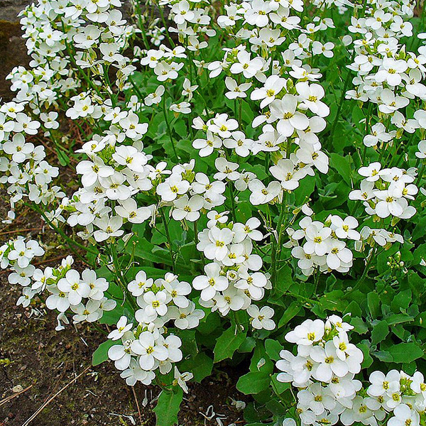 [1152] ARABIS CAUCASICA (Caduc, 0/20)
