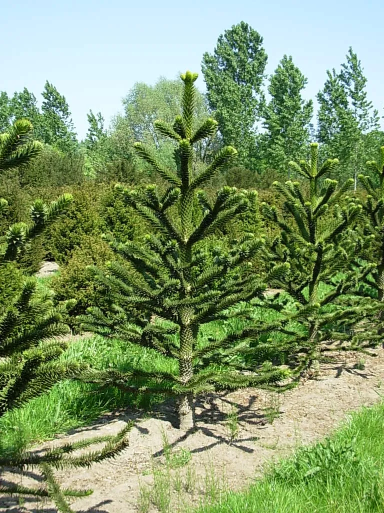 [1157] ARAUCARIA ARAUCANA (Persistant, 5 à 10 m)