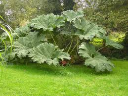 GUNNERA MANICATA