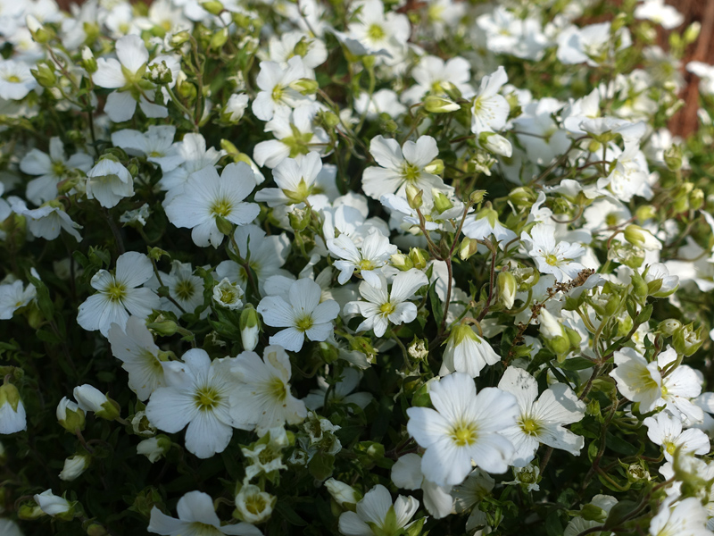 [1247] ARENARIA MONTANA (Caduc, 0/20)