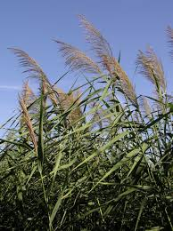PHRAGMITE AUSTRALIS (ROSEAU)