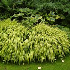 [5854] HAKONECHLOA MACRA AUREOLA (Persistant, 20/50)