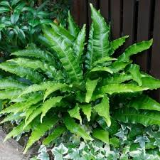 [8983] PHYLLITIS SCOLOPENDRIUM CRISTATA (Persistant, 50/100)