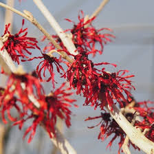 [5860] HAMAMELIS INTERMEDIA DIANE (Caduc, 250/300)