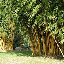 BAMBUSA PHYLLOSTACHYS VIVAX AUREOCAULIS