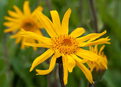 ARNICA MONTANA