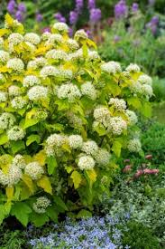 [8987] PHYSOCARPUS OPULIFOLIUS DART'S GOLD (Caduc, 250/300)