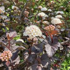 [8990] PHYSOCARPUS OPULIFOLIUS DIABLE D'OR (Caduc, 200/250)