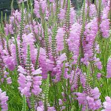 [8998] PHYSOSTEGIA VIRGINIANA (Caduc, 50/100)