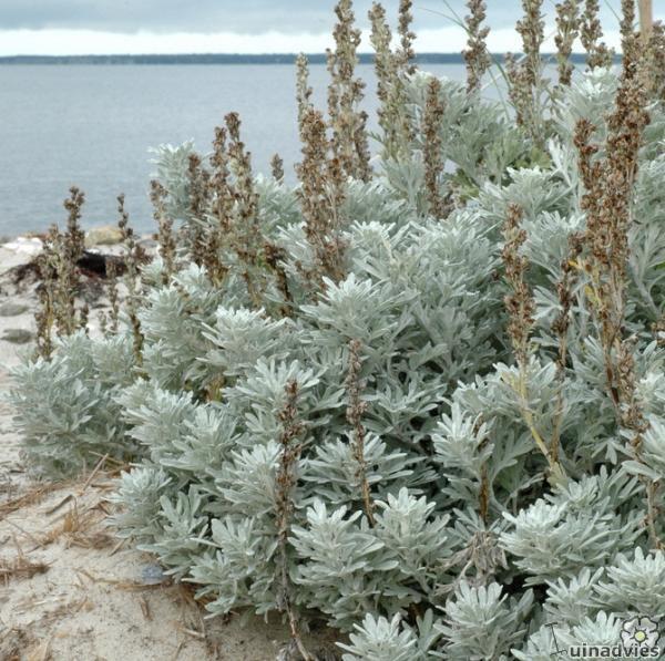 [1283] ARTEMISIA STELLERIANA (Caduc, 50/100)