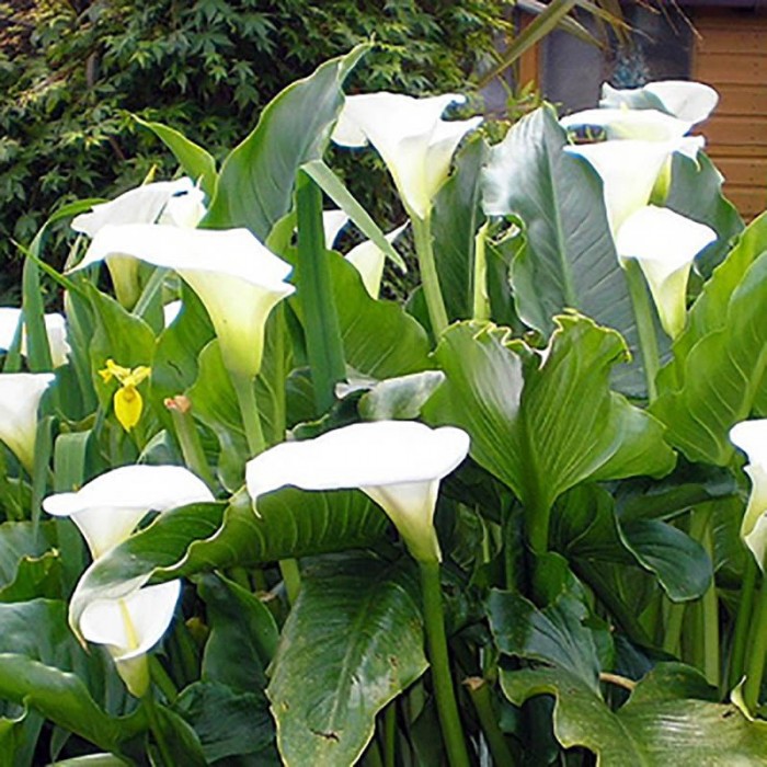 ARUM ZANTEDESCHIA BLANC