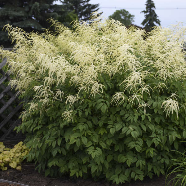 [1468] ARUNCUS DIOICUS (Caduc, 150/200)