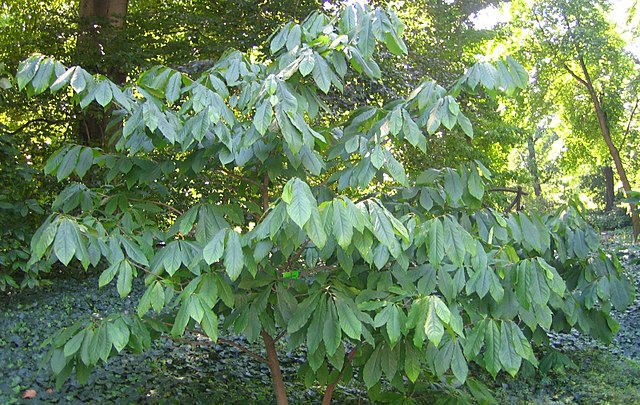 ASIMINIA TRILOBA