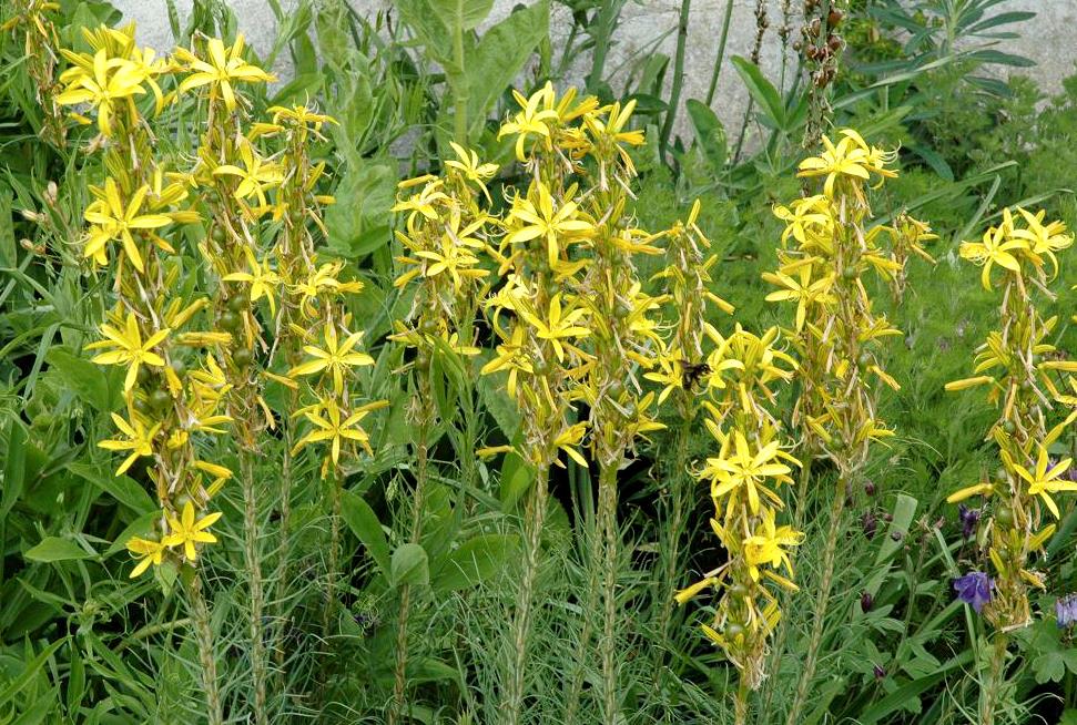 [1484] ASPHODELINE LUTEA (Caduc, 50/100)