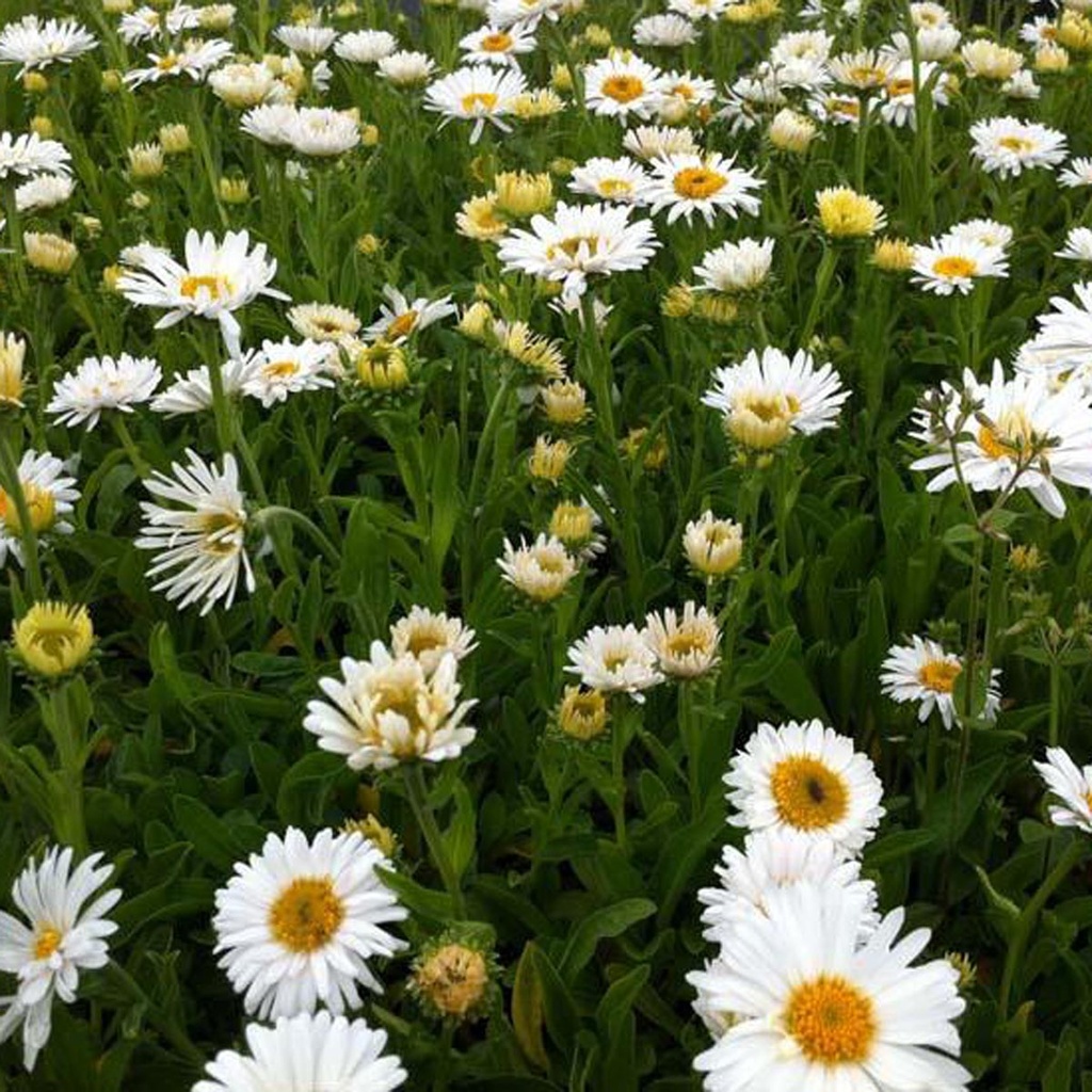 ASTER ALPINUS