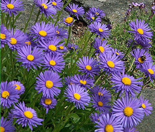 ASTER ALPINUS BLEU