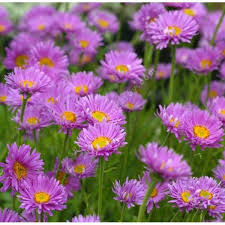 ASTER ALPINUS HAPPY END