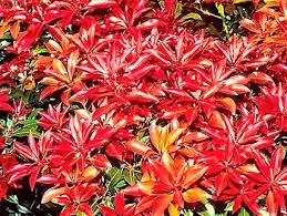 [9083] PIERIS JAPONICA MOUNTAIN FIRE (Persistant, 200/250)