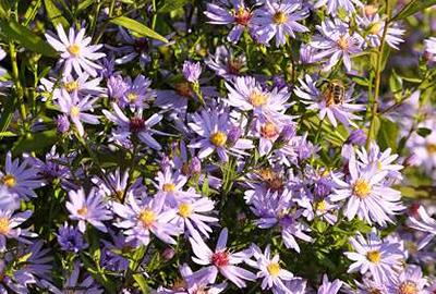 ASTER CORDIFOLIUS