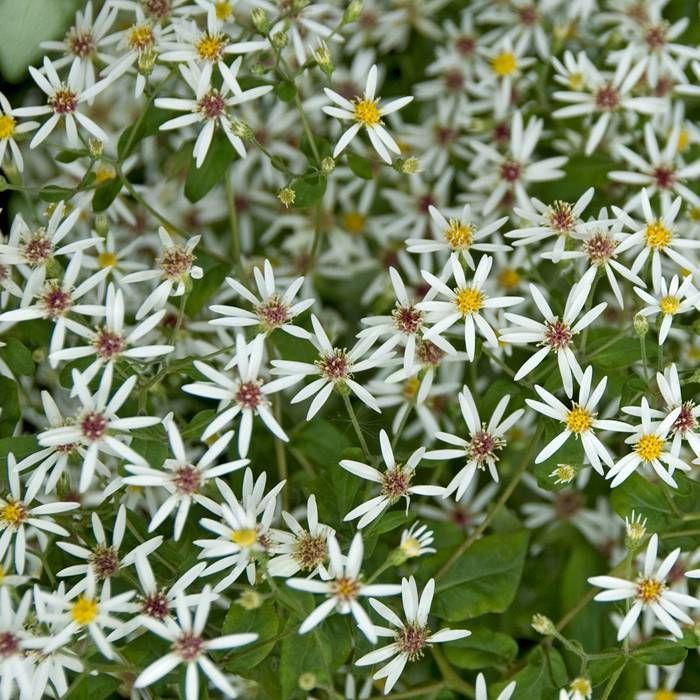 ASTER DIVARICATUS