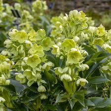 [5943] HELLEBORUS ARGUTIFOLIUS CORSICUS (Persistant, 50/100)