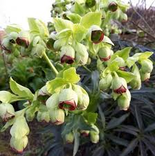 HELLEBORUS FOETIDUS VERT CLAIR