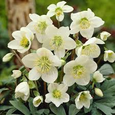 [5947] HELLEBORUS NIGER (Persistant, 20/50)
