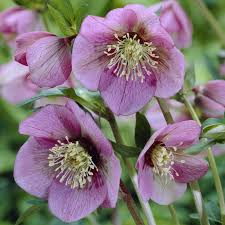 HELLEBORUS OR. PINK LADY