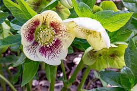 HELLEBORUS OR. WHITE SPOTED LADY