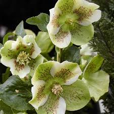 [5959] HELLEBORUS ORIENTALIS VARIÉ (Persistant, 20/50)