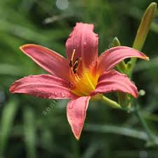 HEMEROCALLIS