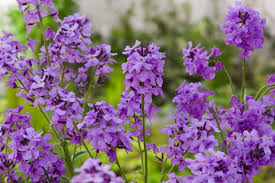 [5981] HESPERIS MATRONALIS (Caduc, 50/100)