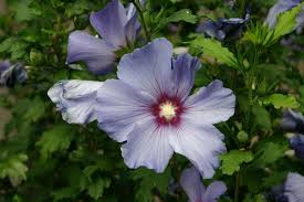 HIBISCUS SYRIACUS