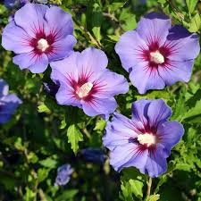HIBISCUS SYRIACUS BLUE BIRD (S.OISEAU BLEU)