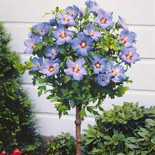 [6015] HIBISCUS SYRIACUS BLUE BIRD (S.OISEAU BLEU) - DEMI TIGE (Caduc, 150/200)