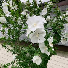 HIBISCUS SYRIACUS DIANA