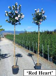 HIBISCUS SYRIACUS HAMABO - DEMI TIGE