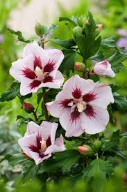 [6036] HIBISCUS SYRIACUS HAMABO - PANIER (Caduc, 100/150)