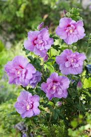 HIBISCUS SYRIACUS LAVENDER CHIFFON