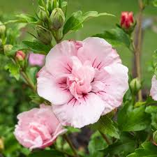 [6046] HIBISCUS SYRIACUS PINK CHIFFON - TIGE TRESSÉE (Caduc, 150/200)