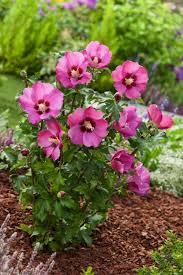 [6051] HIBISCUS SYRIACUS PINK GIANT (Caduc, 150/200)